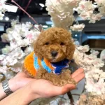 Ilk Asıları Tamamlanmıs Oyuncak Gorunumlu Maltipoo Yavruları