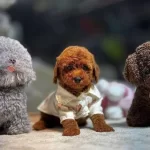 Kıvırcık Postlu Zeki Karakter Poodle Sevimli Yavrular