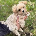 Hipoalerjenik Maltese Terrier Cinsi Yavrular