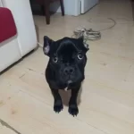 Komut Bilen Sosyal French Bulldog