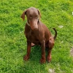 Bahceli Evlere Uyumlu Egitilmis Kahve Doberman