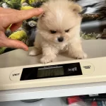 Cok Tatlı Safkan Mini Pomeranian Boo