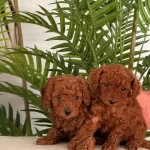 Kızıl Fırtına Poodle