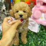 Avuc Ici Kadar Gerçek Maltipoo