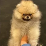 Ayicik Surat Pomerian Boo Yavru