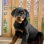A Scr Belgeli Rottweiler Yavrularım