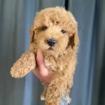 Ev Nesesi Mini Maltipoo Oglumuz