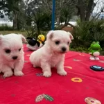 Bembeyaz Kar Tanesi Maltese Terrier
