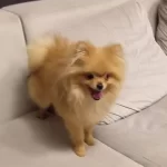 Turuncu Kurklu 7 Aylık Pomeranian Boo