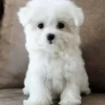Maltese Terrier Cinsi
