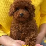 Toy Poodle Sevimli Yavrular