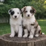 Benekli Ezber Bozan Border Collie