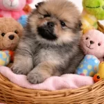 Kucuk Ayı Surat Pomeranian