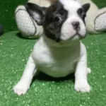 Izmir Safkan Frenc Bulldog