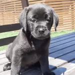 Zift Karası Labrador Yavru