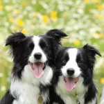 Zekasıyla Buyuleyen Border Collie Yavruları