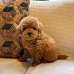 Tuy Dokmeyen Anti Alerjik Yapılı Zeki Ve Hareketli Poodle