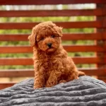 Kıvırcık Kızıl Poodle Yavrusu