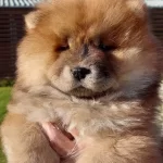 Kabarık Kurklu Chow Chow Yavruları Istanbul