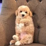 Hipoalerjenik Minicik Maltipoo Yavruları