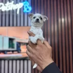 Teacup Mini Boy Sivava Chihuahua