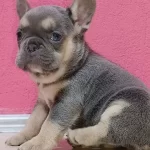 Bakıslarıyla Kalp Calan Lilac Frenchie Bebekleri