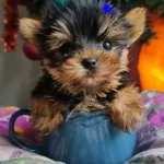 Izmir Urla Secereli Mini Boy Yorkshire Terrier Yavrumuz