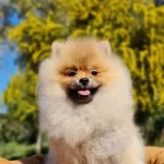 Pamuk Sekeri Kıvamında Tedyface Pomeranian Yavrusu