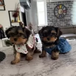 Mini Biblolar Karakteri Boyundan Buyuk Yorkshire Terrier