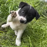 Sahibinden 2 Aylık Chihuahua