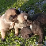 French Buldog 4 Haftalık