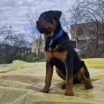 9 5 Aylık Rottweilerımız