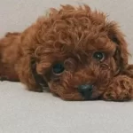 Yasam Enerjinizi Yukseltecek Ev Ortamı Toy Poodle Yavruları