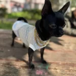 Minik Elma Kafa Chihuahua Blue
