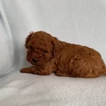Ev Yasamına Uyumlu Beylikduzu Poodle Yavruları