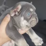 Buz Mavisi Bakıslı Frenchie Bebekler