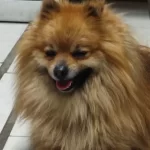 Pofuduk Erkek Pomeranian Boo