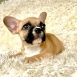 Fawn Maskeli Tuvalet Eğitimli French Bulldog Yavrusu