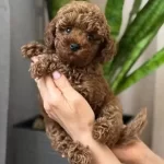 kıpkırmızı Pamuk Seker Poodle Yavrumuz