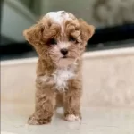 Kahve Buklesi Maltipoo Cinsi Yavrular
