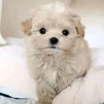Beyaz Mucize Maltese Terrier Cinsleri