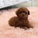Kızıl Kürk Toy Poodle Yavrusu