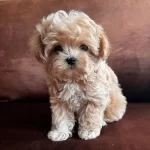 Fincan Boyutunda Maltipoo Yumakları