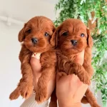 Ev Sıcaklıgında Buyuyen Karamel Maltipoo Yavruları
