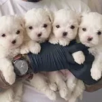 Gulen Surat Maltese Terrier Yavruları