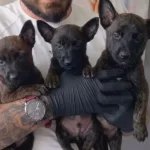 Maskeli Malinois Yavruları