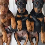 Safkan King Doberman Yavruları