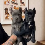 Karizmatik Bakıslı Cane Corso Yavruları
