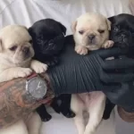 Kırısık Suratlı Pug Nesesi Kapınıza Geliyor