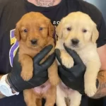 Altın Tonlu Golden Retriever Yavruları